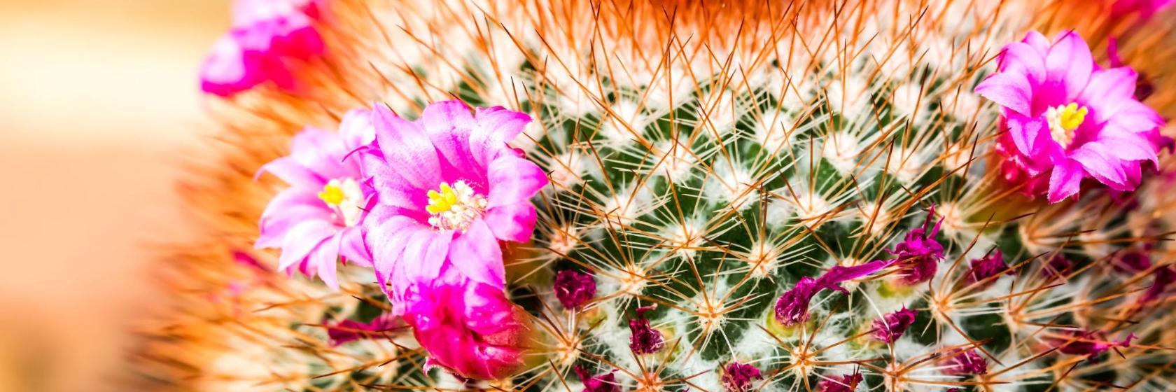 Queen Sirikit Botanical Garden